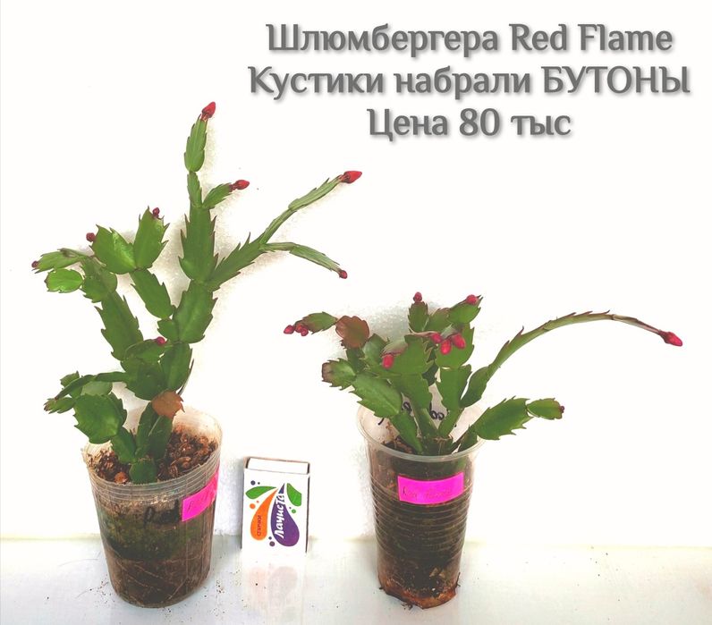 Сортовая шлюмбергера (декабрист)