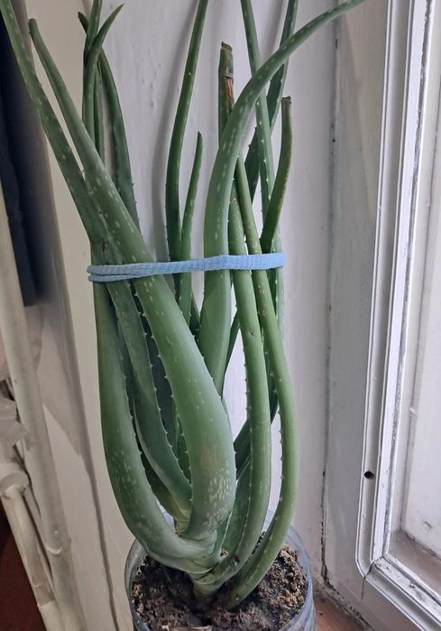 Продам алое лечебный,крупный.
