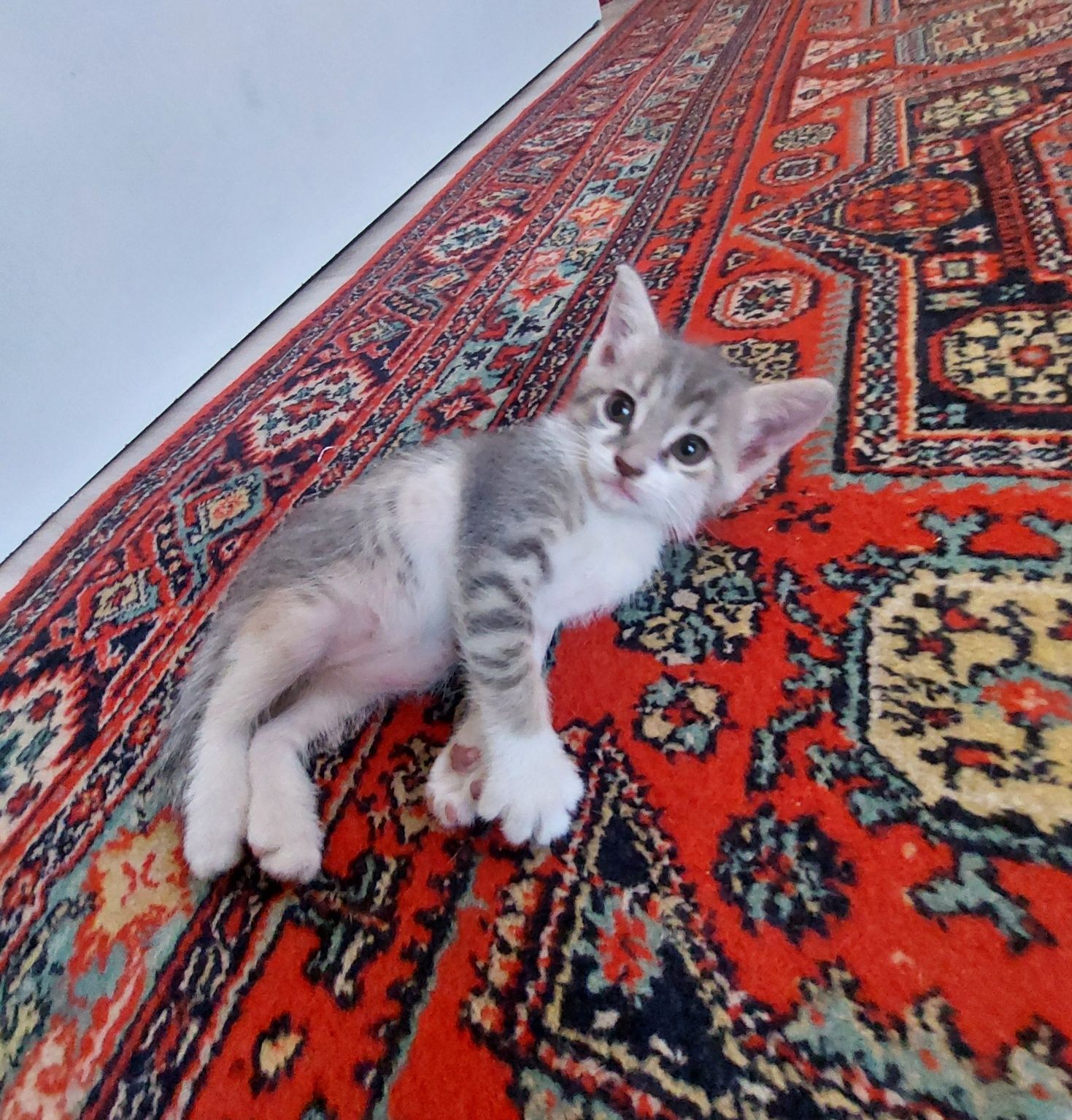 Котята очень красивые метисы,подарю в добрые руки