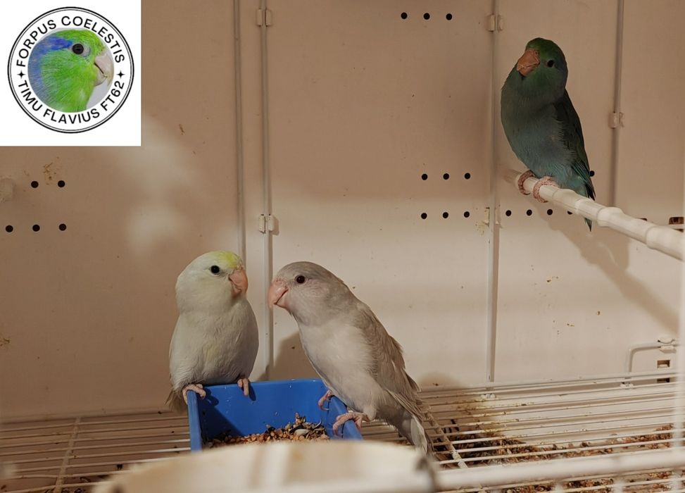 Papagali Forpus coelestis