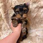Yorkshire terrier fetita mini toy