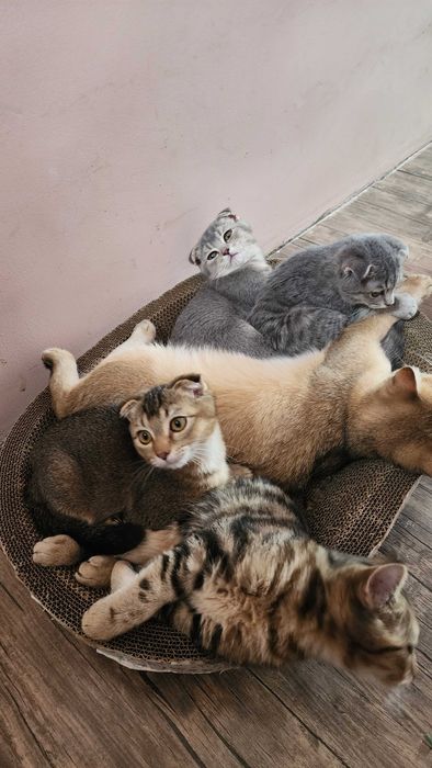 Продаются котята