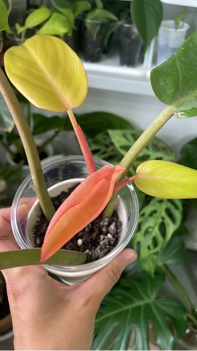 Филодендрон принц оф оранж