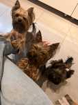 Pet sitter / Dog sitter / cazare caini talie mica