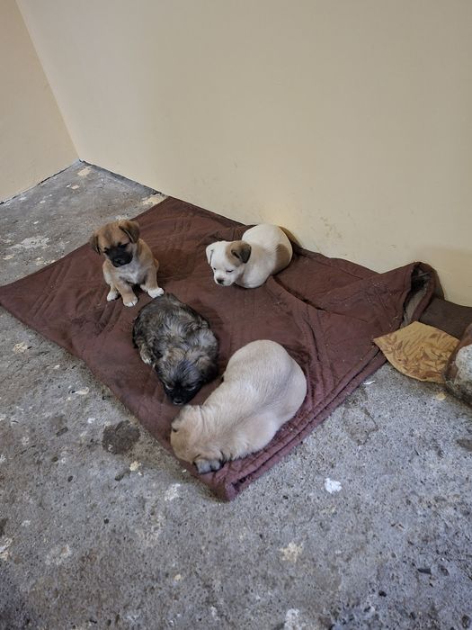 4 момичета и 1 момче Пекинези