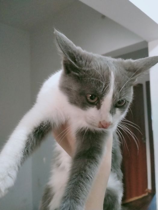 Отдам котенка в добрые руки.