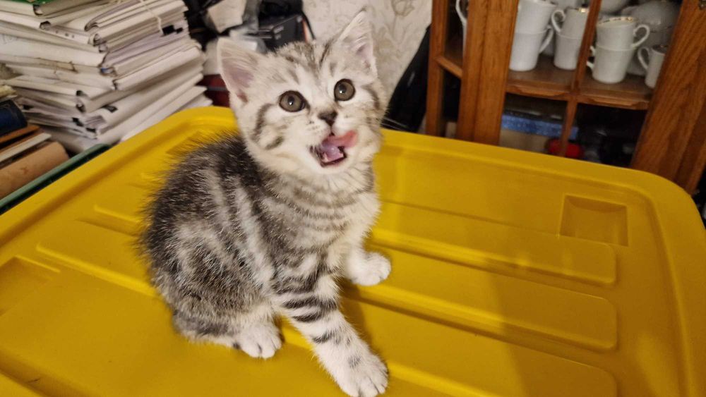 Котята шотландской породы