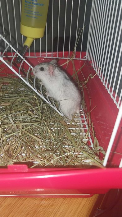 Vand hamsteri pitici
