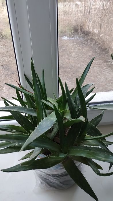 Продам алоэ вера весь горшок за 2000т.тенге.