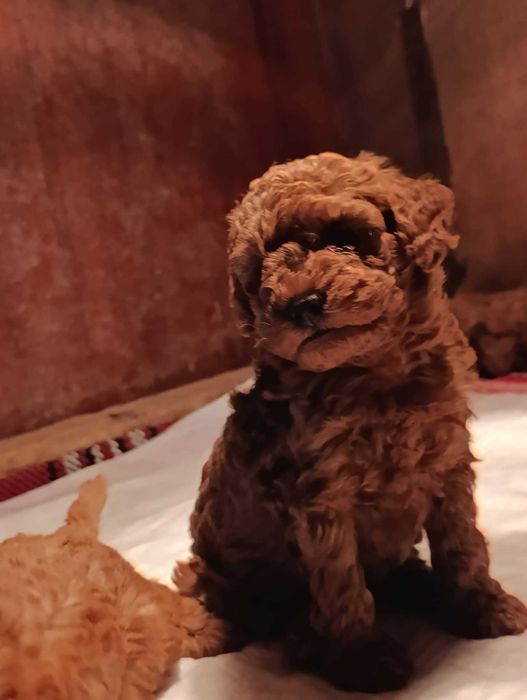 Той пудел (teacup)