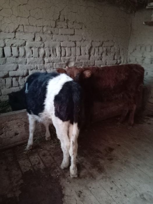 Баспактар сатылады