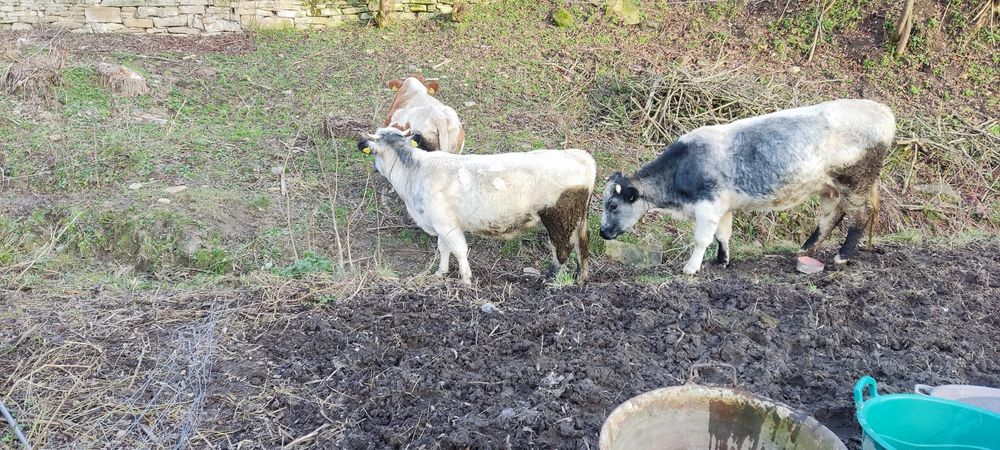 Juninca de vanzare rasa belgiana