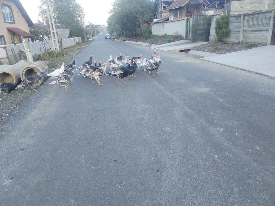 Vand curci si curcani