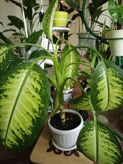 Продам дифенбахию
