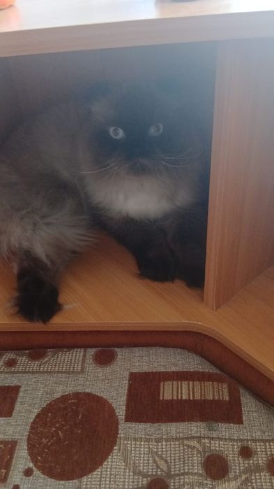 Пордистый кот на вязку.