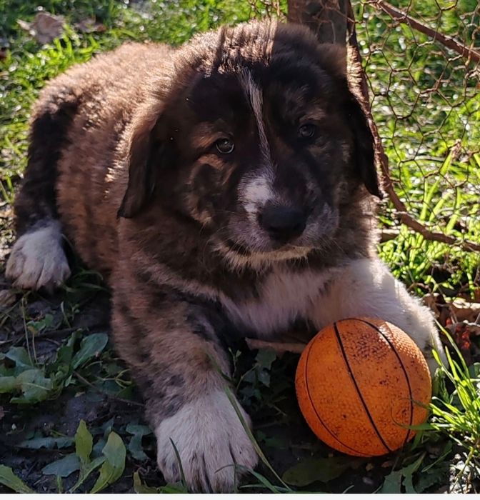 Ciobanesc Asia centrala