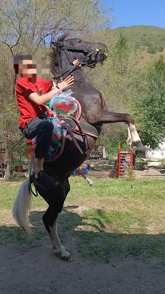 Пони 3года жуас