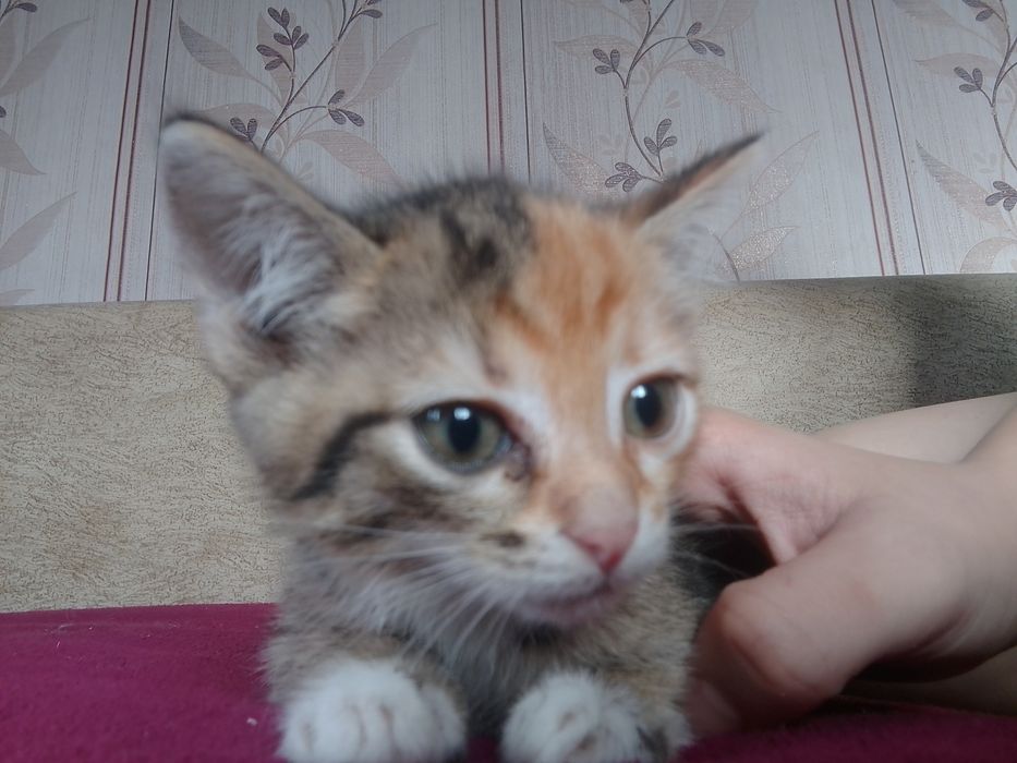 отдам котёнка,в хорошие руки, девочка