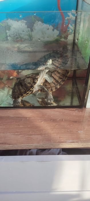 Продам двух красноухих черепах (самец и самка)  и аквариум