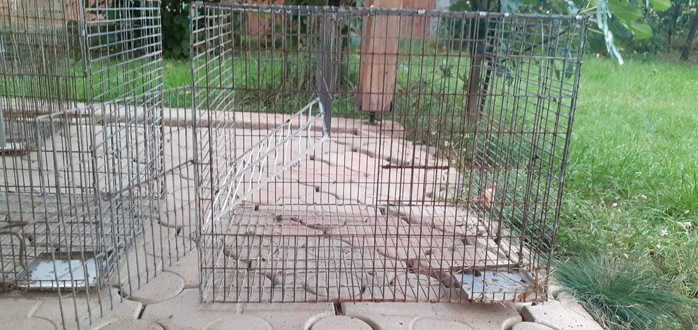 Vand custi pentru iepuri.