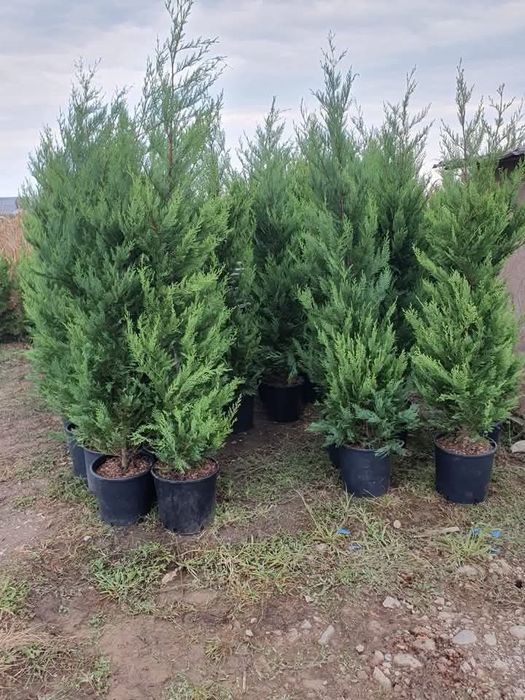 Chiparosi leilandi pentru gard viu
Înălțimi între 
250-270cm 
Asigura