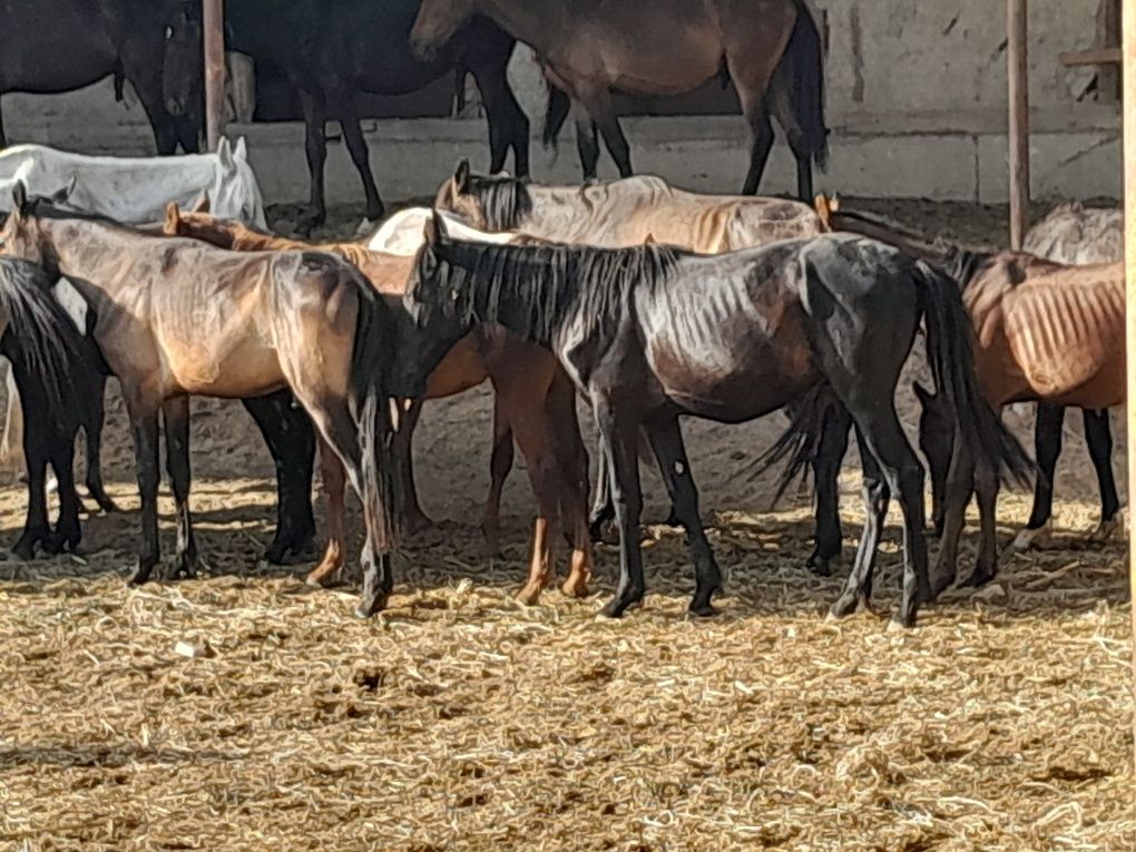 Erkak toylar sotiladi soni 17ta