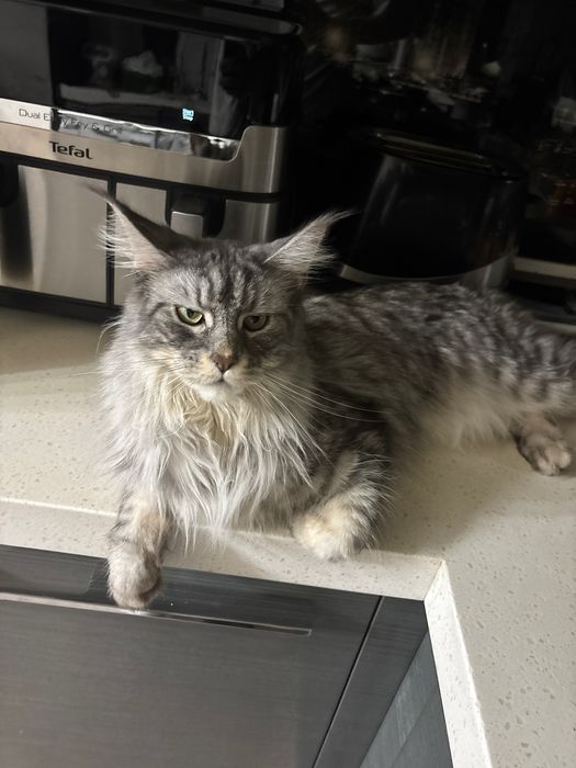 Мейнкун вязка кошка