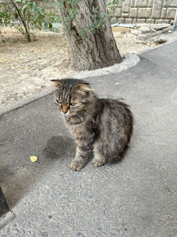 Котенок живет во дворе.