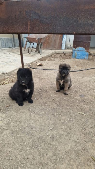 Алабай күшіктері Сатылады