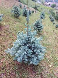 Pachet 50 bucati puieti molid albastru-Picea pungens Glauca Super Blue