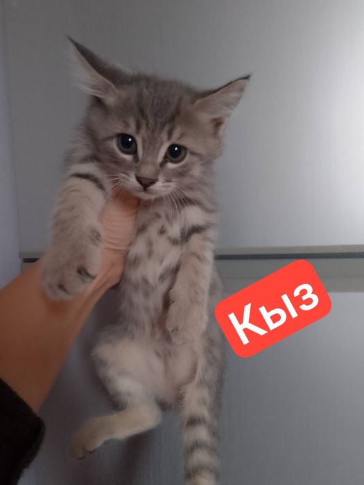 Отдам даром котят