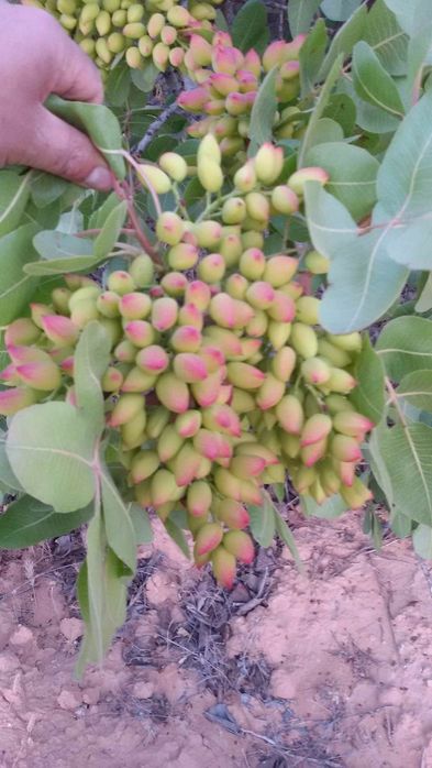 Pomi Fructiferi Exotici (Fistic Soiuri Diferite )