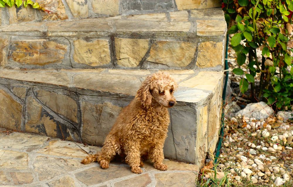 Мини мини пудел - той пудел бебета сродословни родители