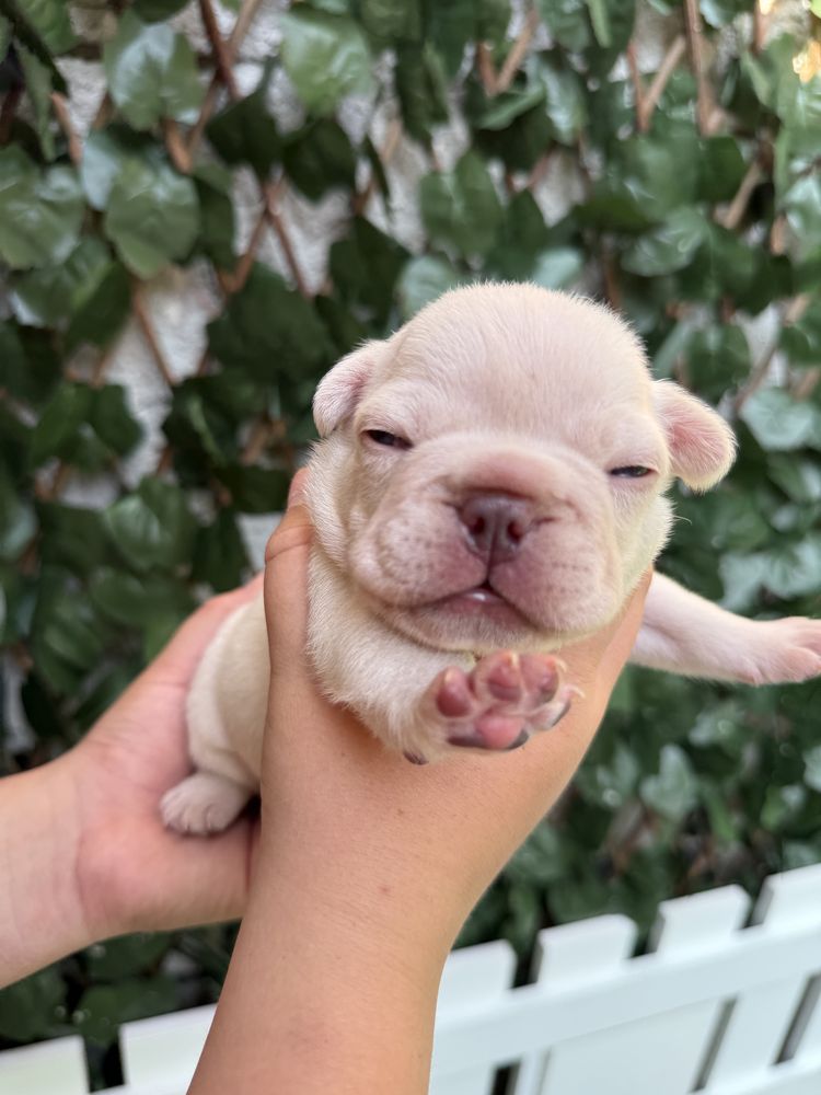 Buldog fracez platinum