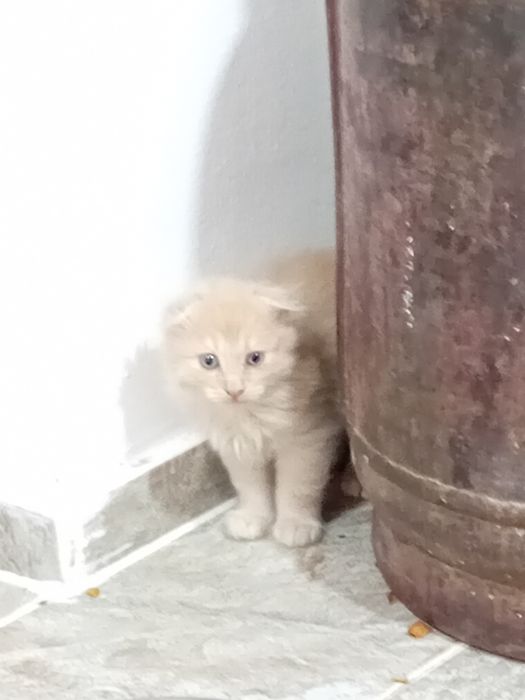 Котята, бесплатно