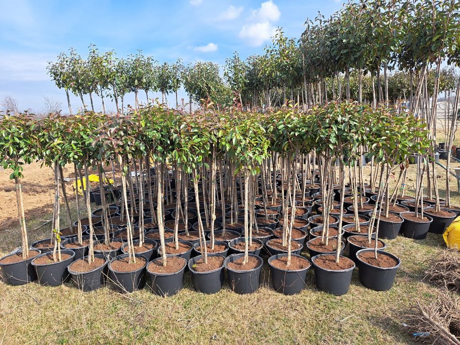 Tuia leylandii brazi arginti etc