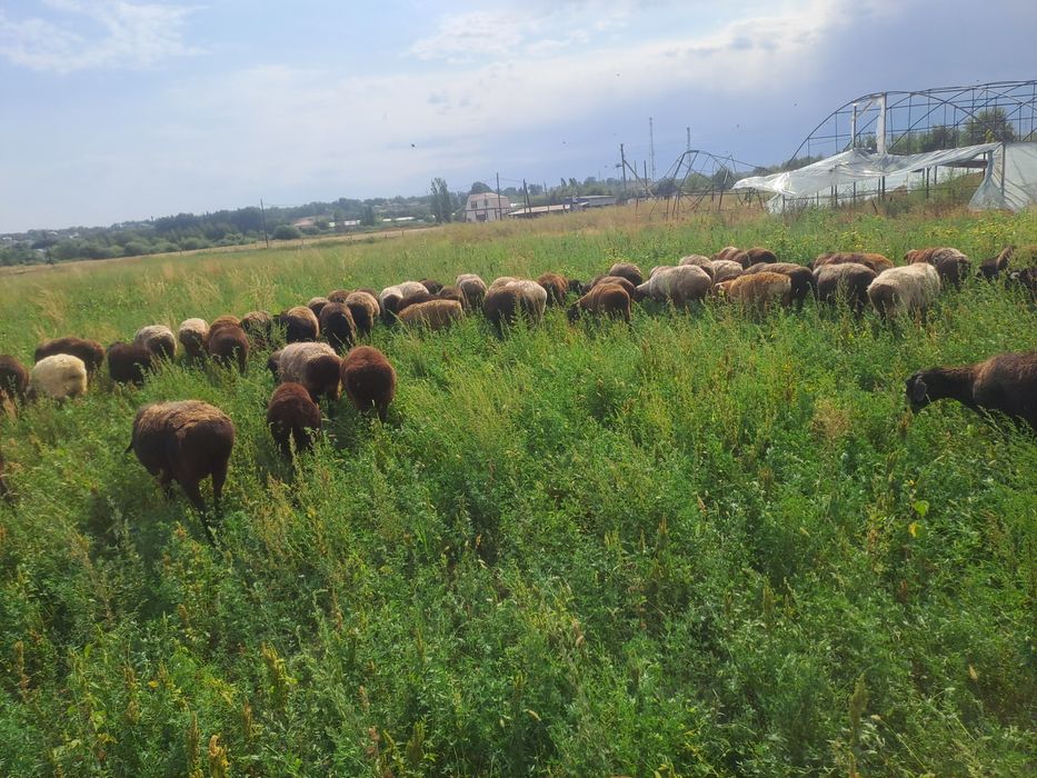 Продам бараны жирные