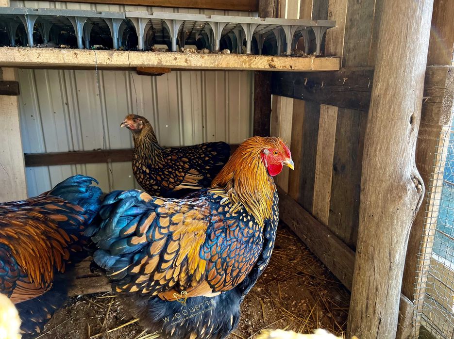 Oua incubat Sussex Wyandotte auriu albastru - Trimit prin curier