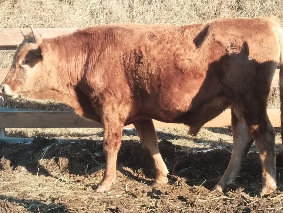 Коровы и быки продается