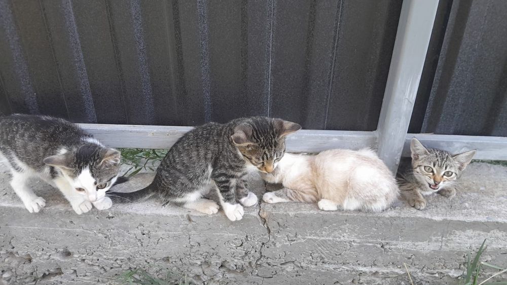 Отдадим в хорошие руки котят.