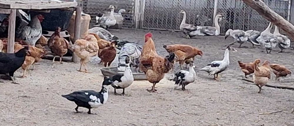 Rate si gaste de vanzare