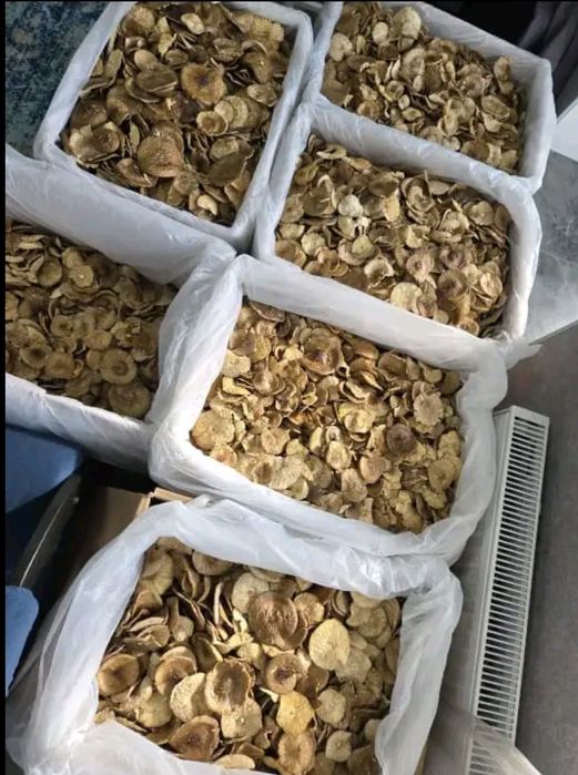 Гриб Пантерка и пятнистый Красный