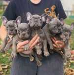 Син Френски булдог Blue French bulldog