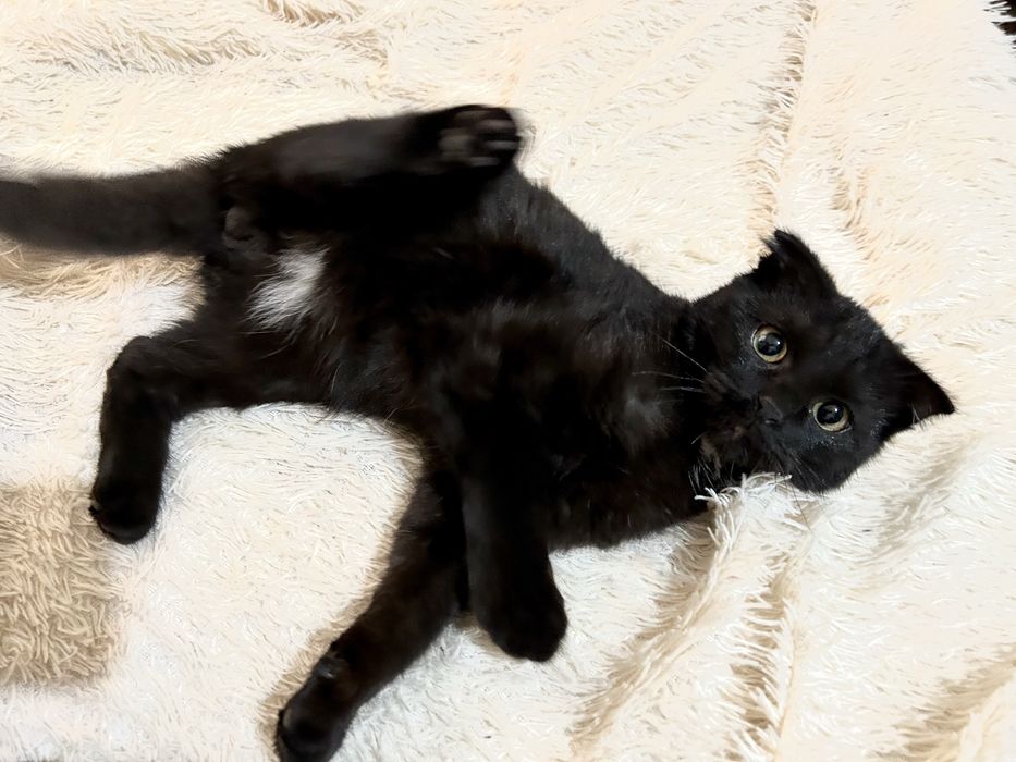 Отдам в добрые руки нежного котенка