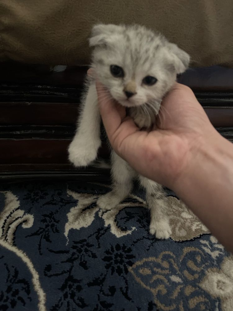 Продается кошки шотланские