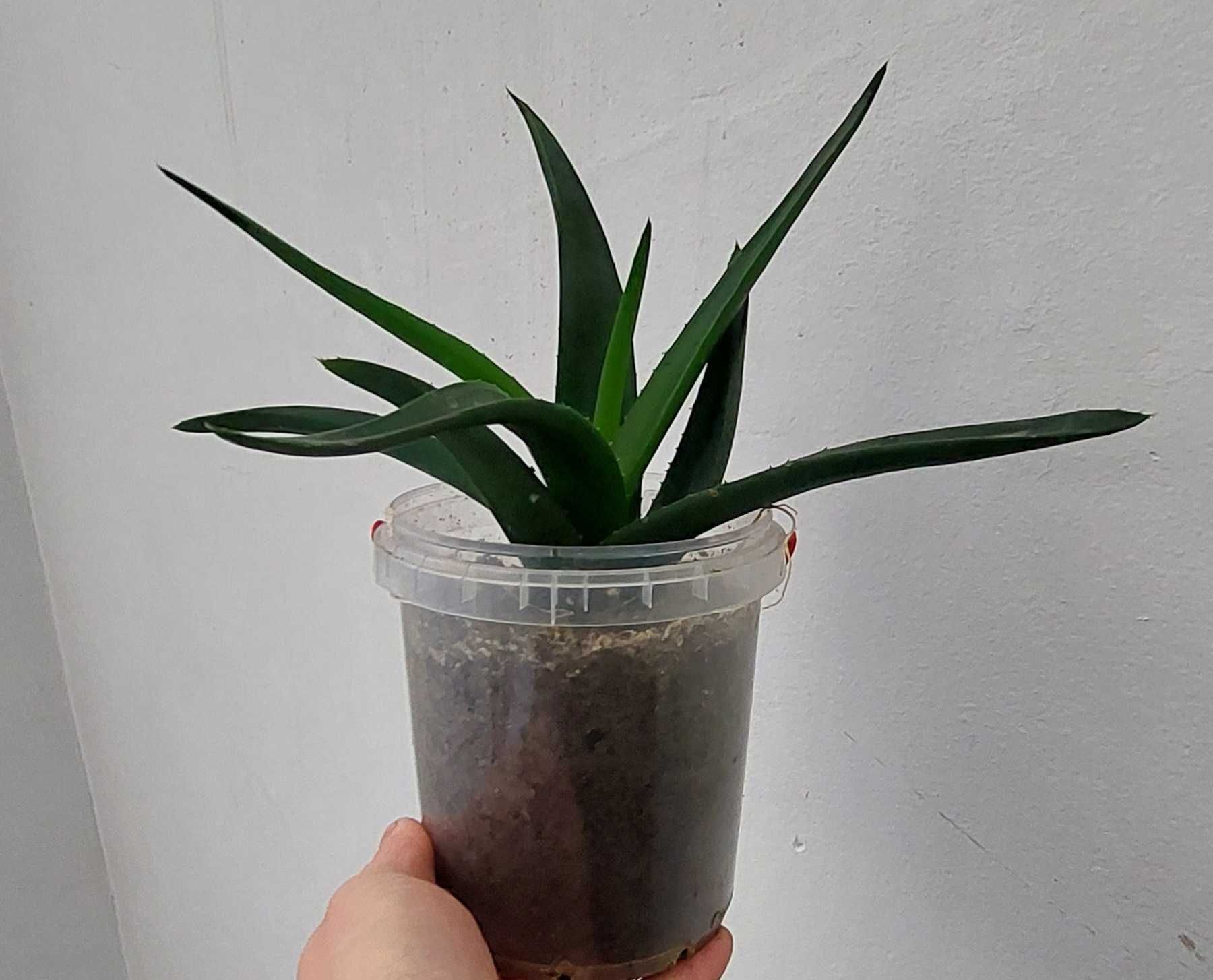 Aloe vera ghiveci