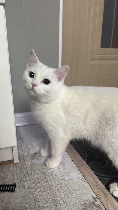 Кот британский длинношерстный