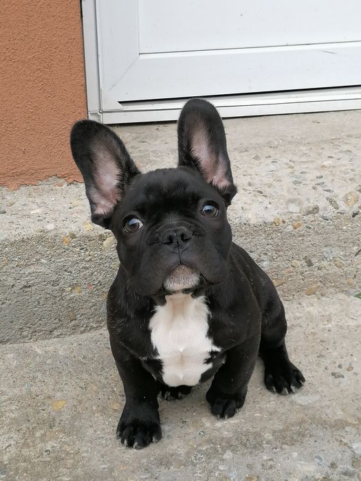 Pensiune canina Oradea