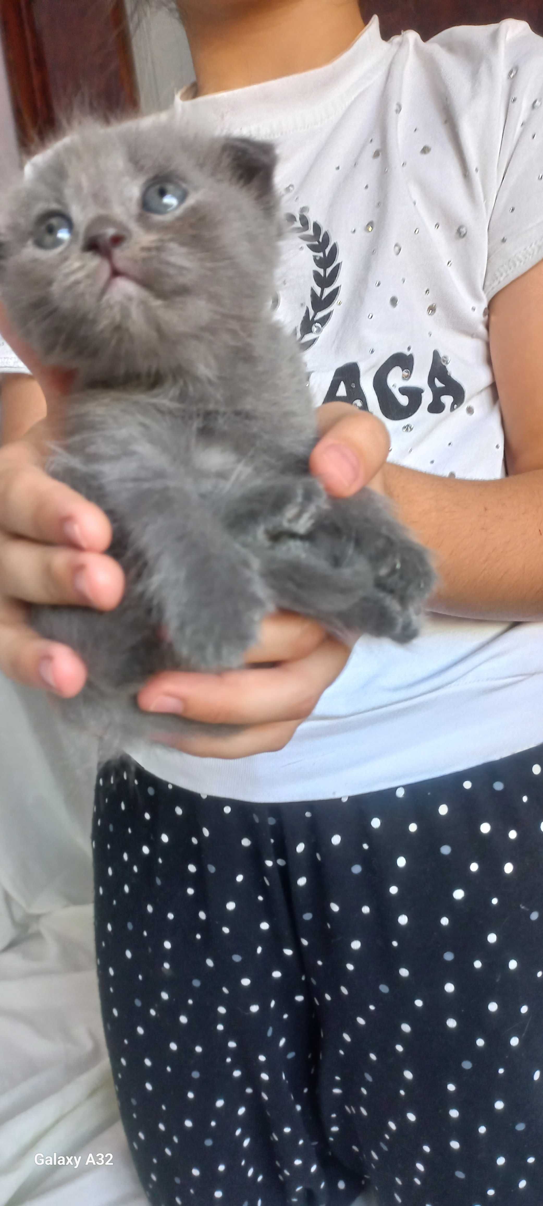 Котята на продажу