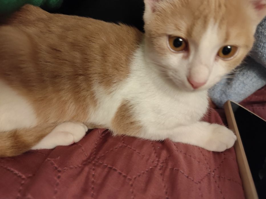 Подарявам мъжко коте на 4 месеца